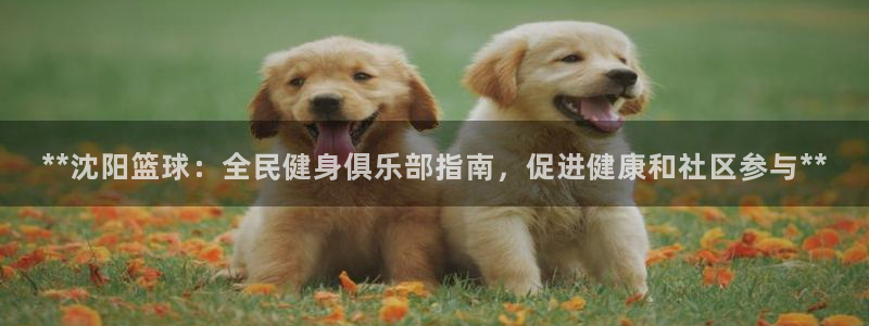 尊龙王t400：**沈阳篮球：全民健身俱乐部指南，促进健